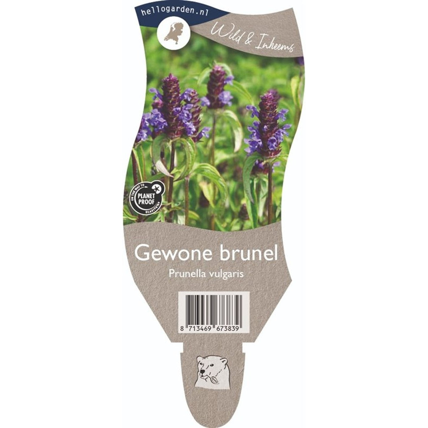 Brunört – Prunella vulgaris - P11